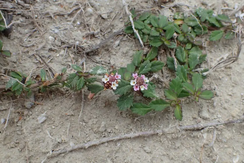 Phyla nodiflora