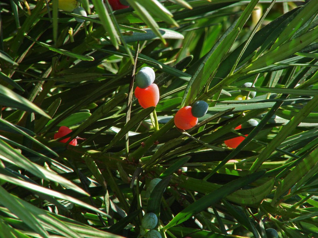 Podocarpus maki berries