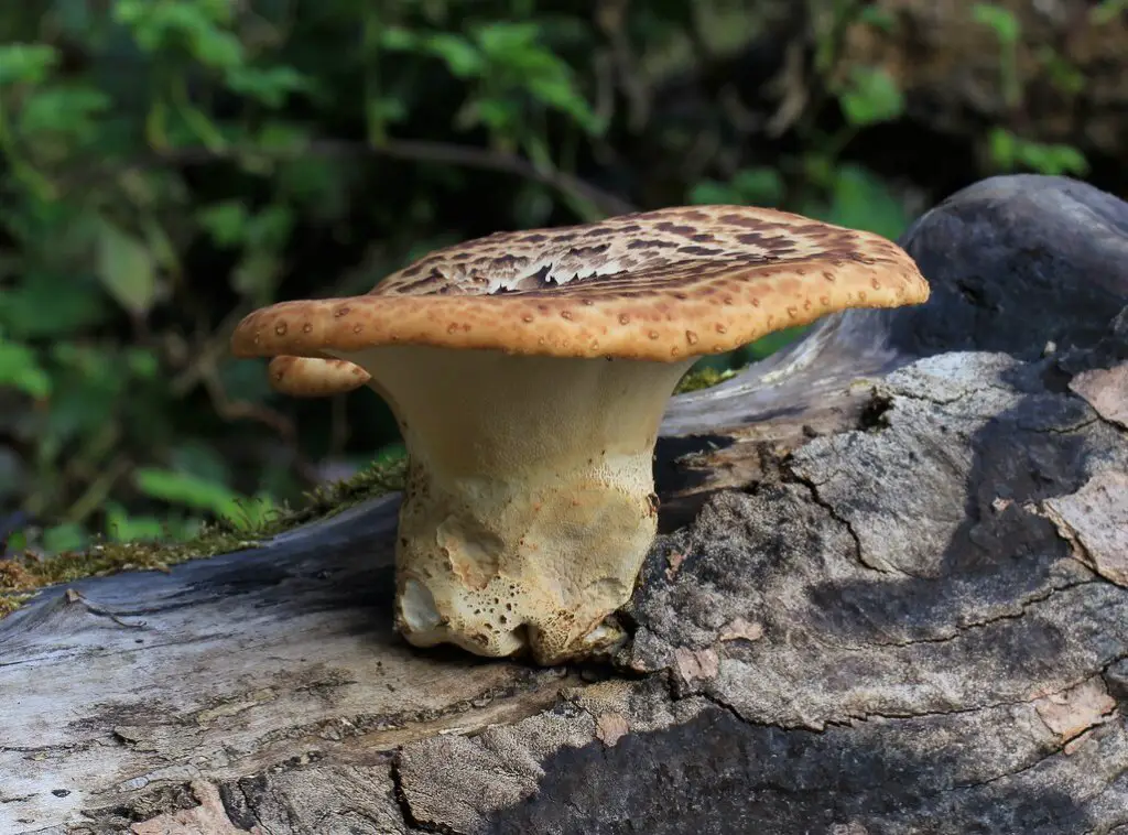 Polyporus squamosus