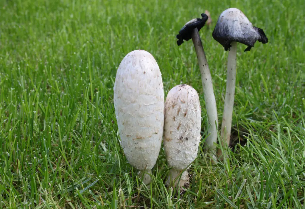 Shaggy mane