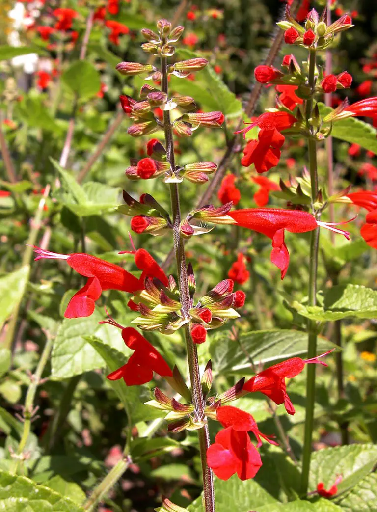 Salvia Coccinea (Scarlet Sage): Identification, Edibility & Plant Care