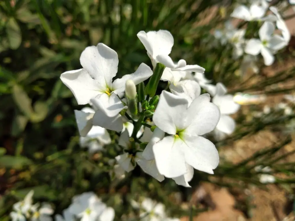 white variety hoary stock