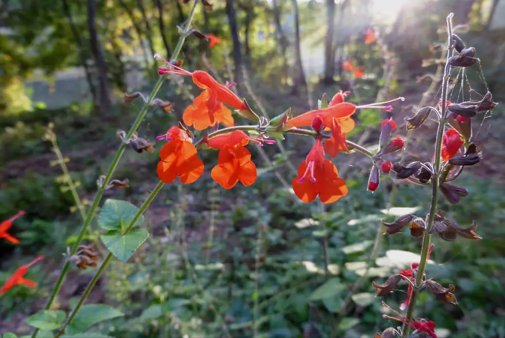 Salvia coccinea or scarlet sage