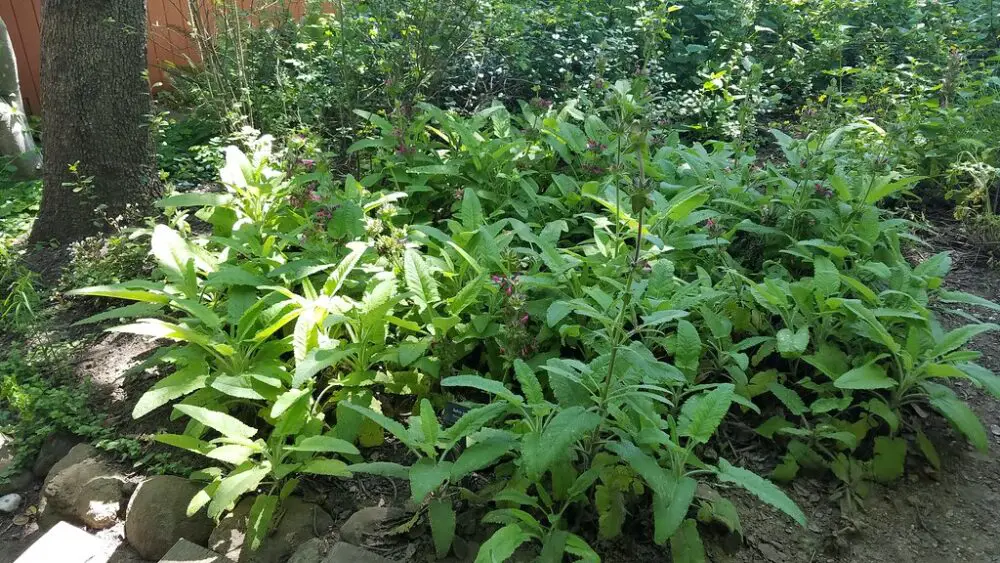 Hummingbird sage