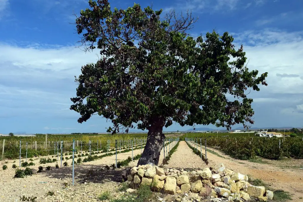 mulberry tree