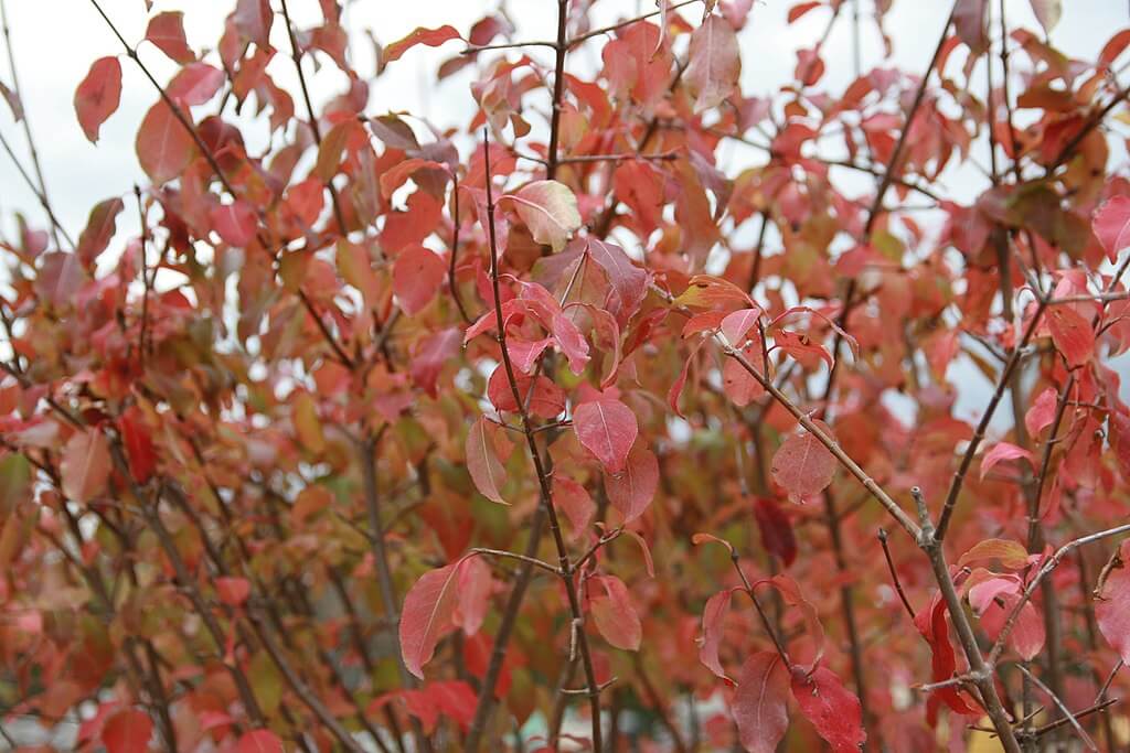 Viburnum prunifolium fall colors
