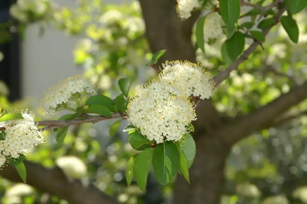 Blackhaw flowers