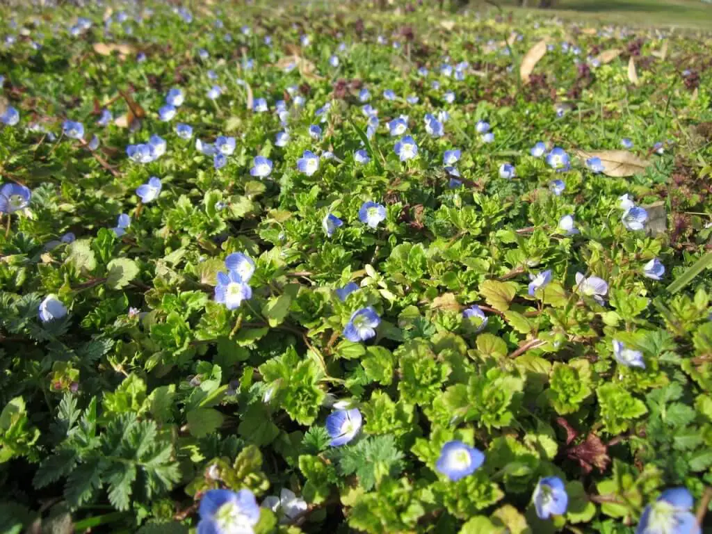 Veronica persica flowers