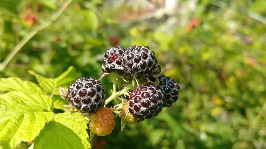 wild raspberries