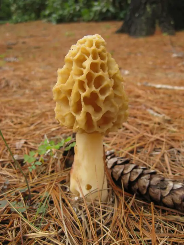 yellow morel