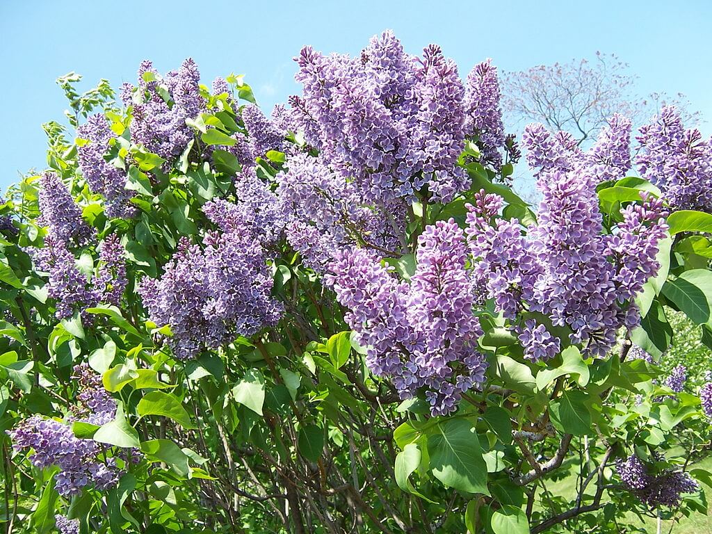 Common lilac bush