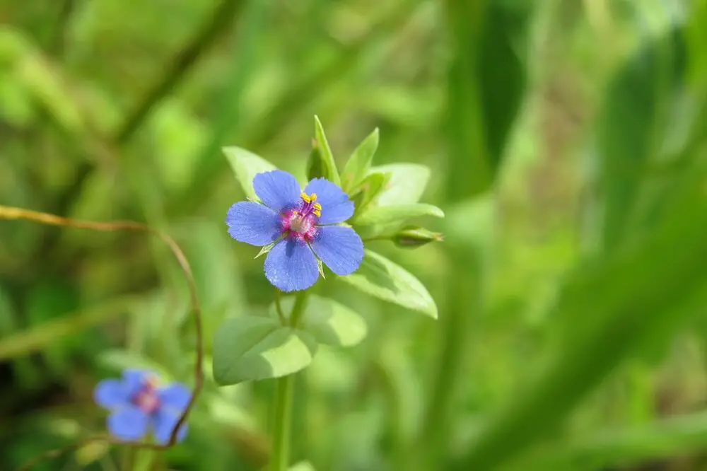 Blue scarlet pimpernel