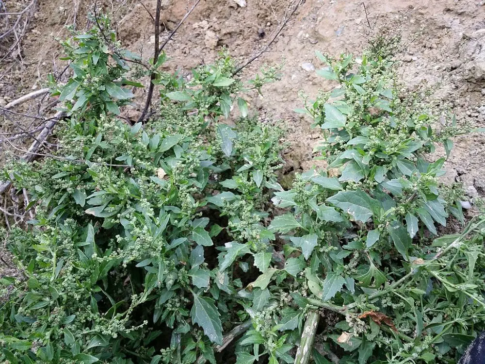 Chenopodium murale