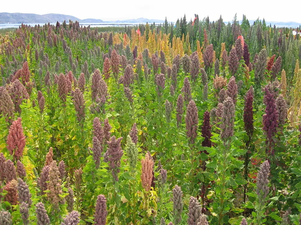 Chenopodium quinoa, quinoa