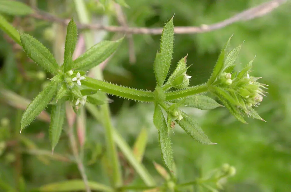 Galium aparine, Photography by Curtis Clark