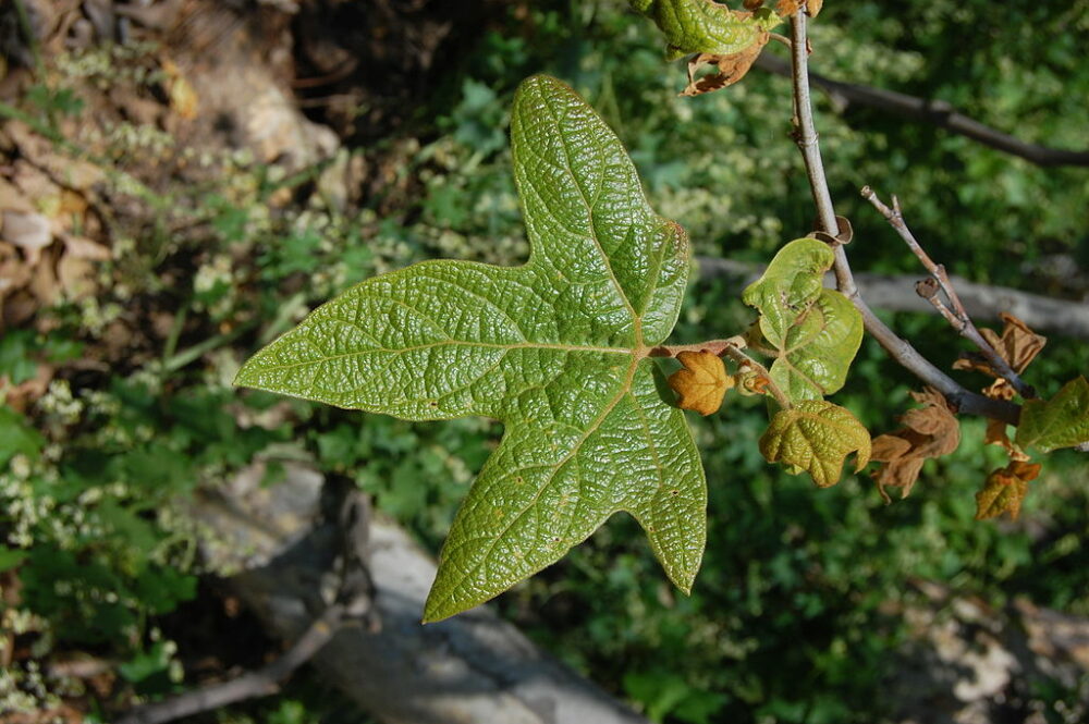 Platanus racemosa leaf