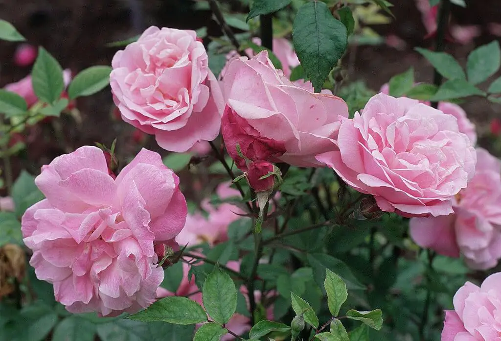 Rosa chinensis