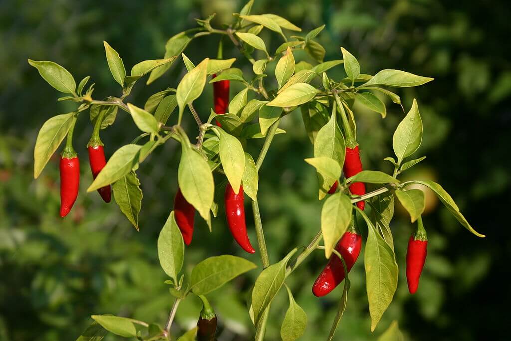 Bird pepper (bird's eye chili variety)