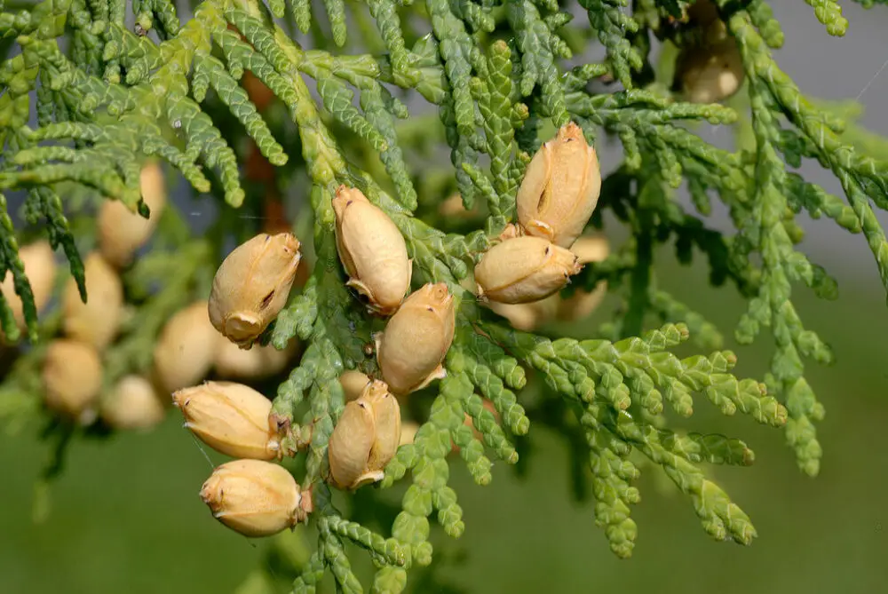 Eastern white cedar cones