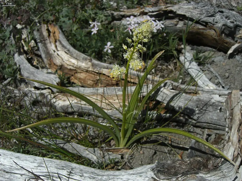 Toxicoscordion venenosum, death camaToxicoscordion venenosum, death cama