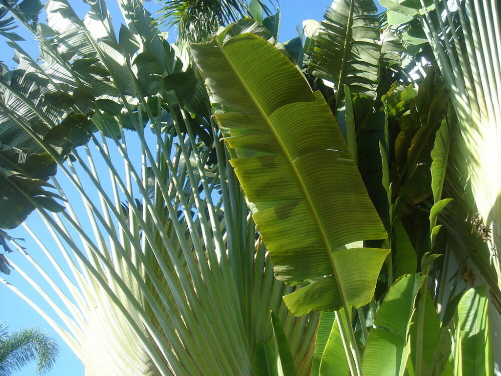 Travelers palm leaves