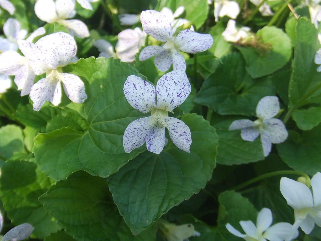 Common blue violet 'freckles' variety