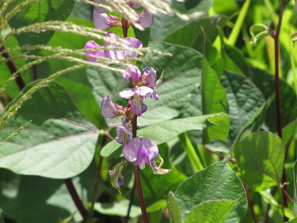 purple-hyacinth-bean-vine-easy-to-grow-edible-beans-foragingguru