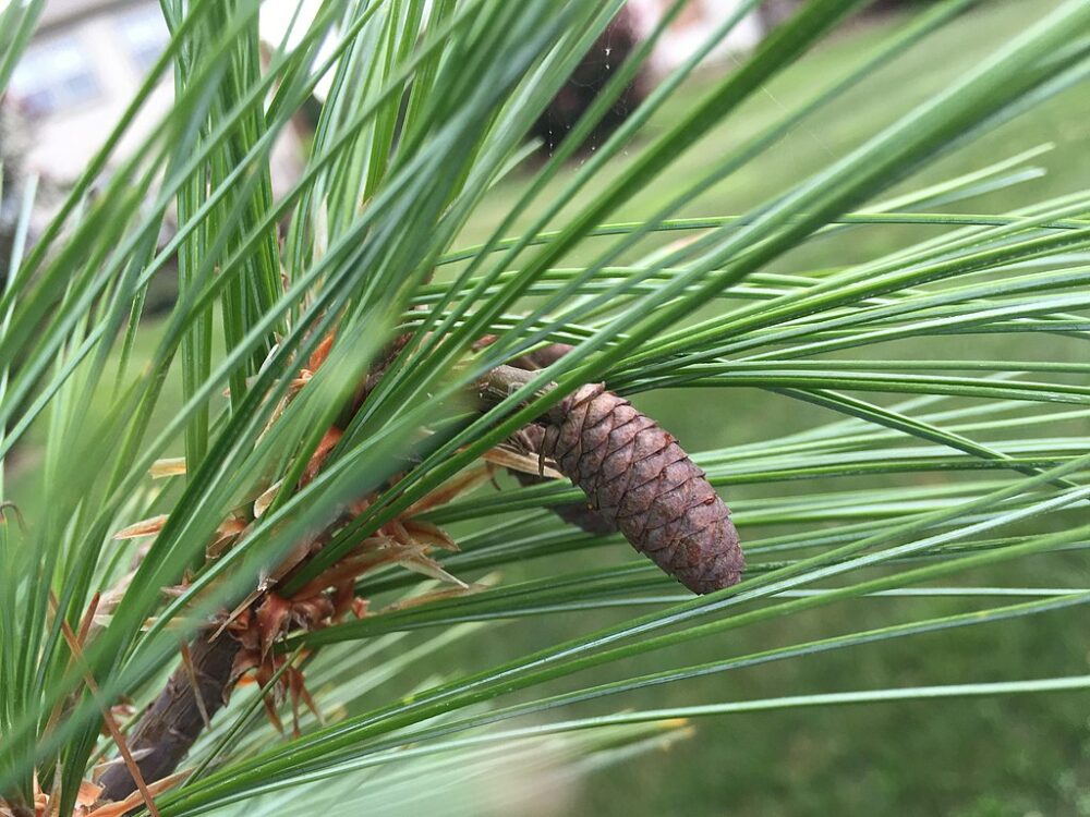 Eastern white pine immature cone