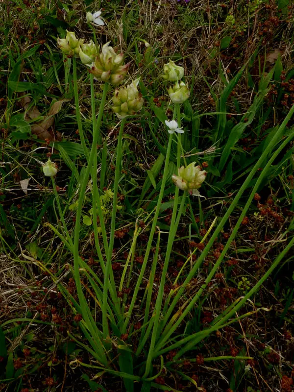 Wild onion