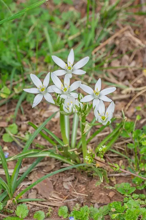 Ornithogalum umbellatum_in_Aveyron