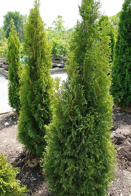 Thuja occidentalis emerald green