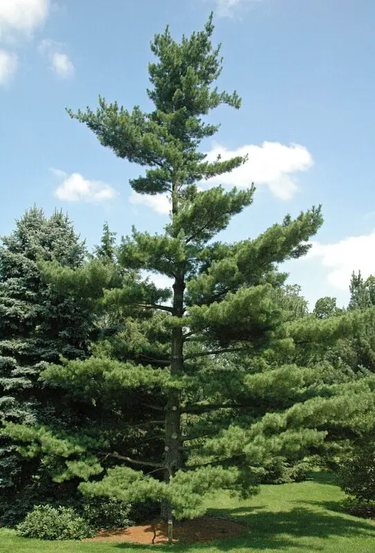 pinus strobus