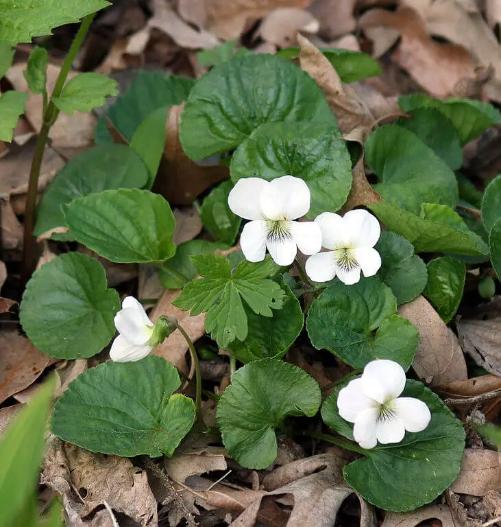 viola sororia