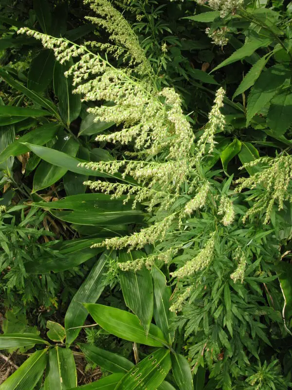 Artemisia princeps flowers