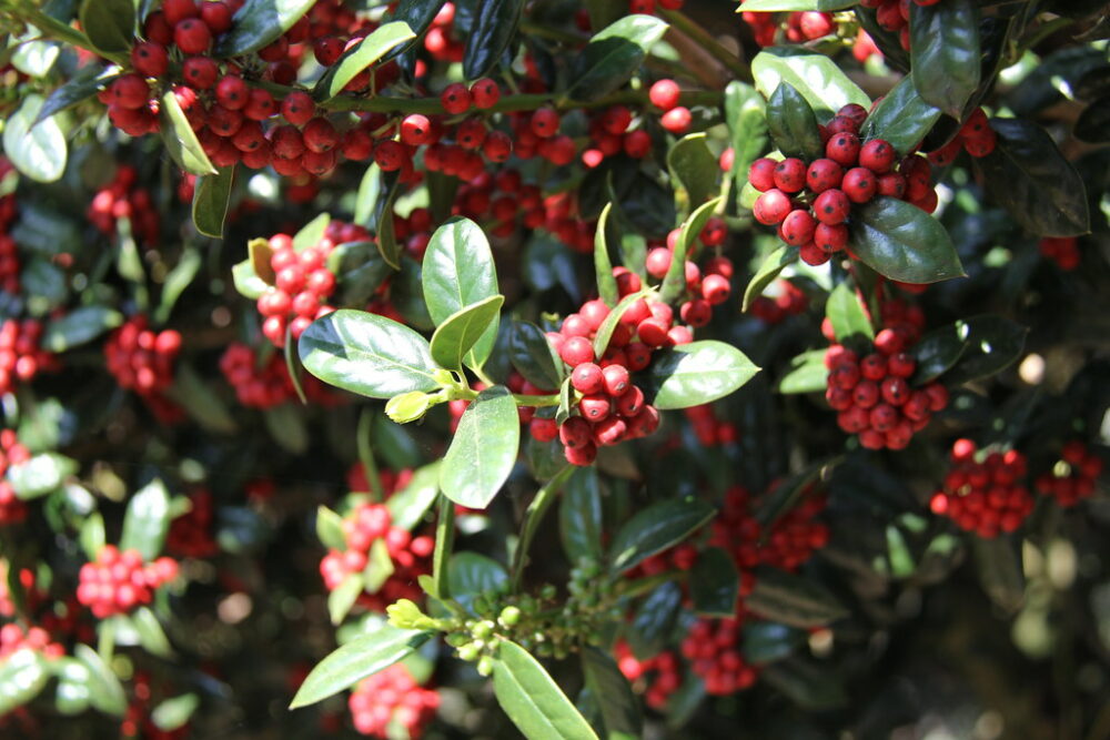 Chinese holly berries