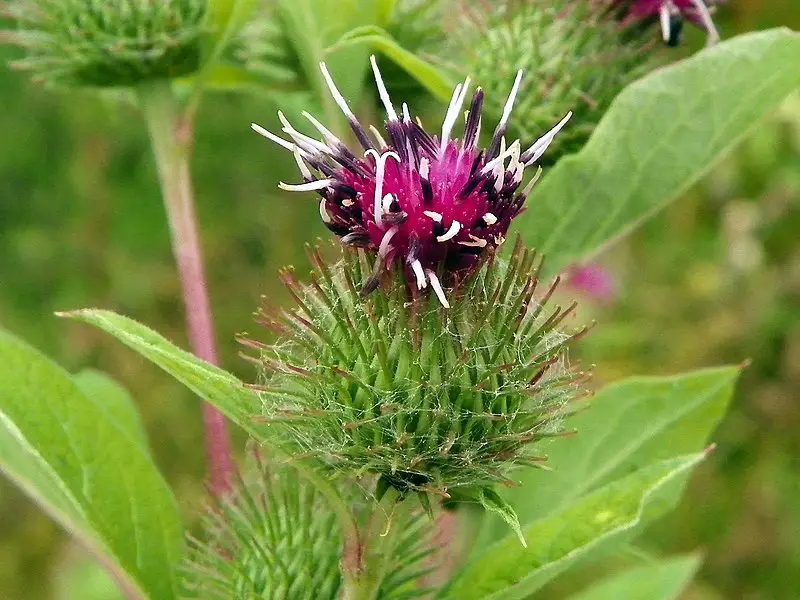 arctium minus flower