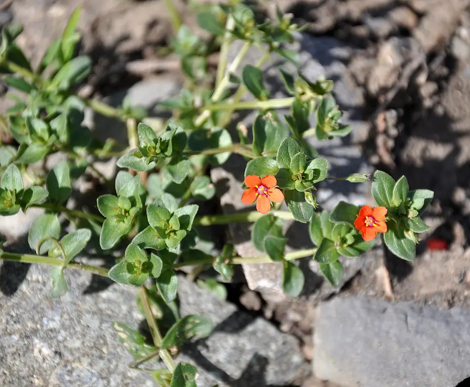 Scarlet pimpernel