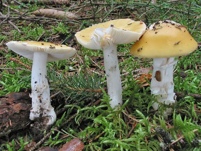 Amanita gemmata