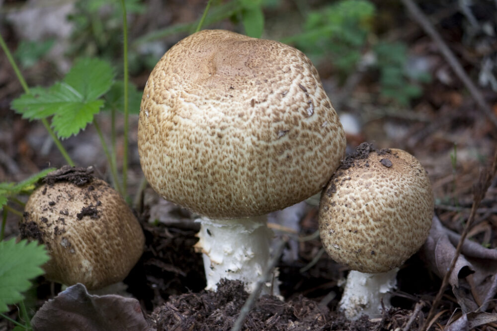 Agaricus augustus, the prince mushroom
