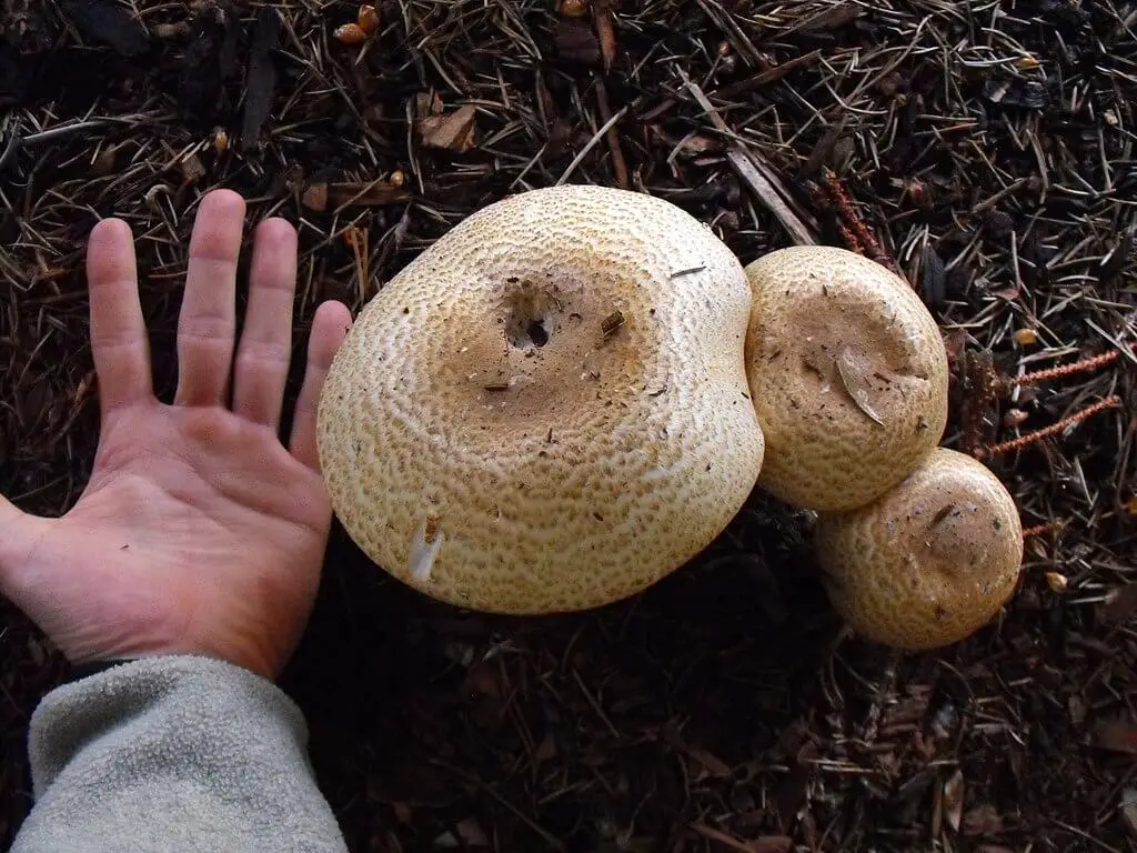 Agaricus augustus