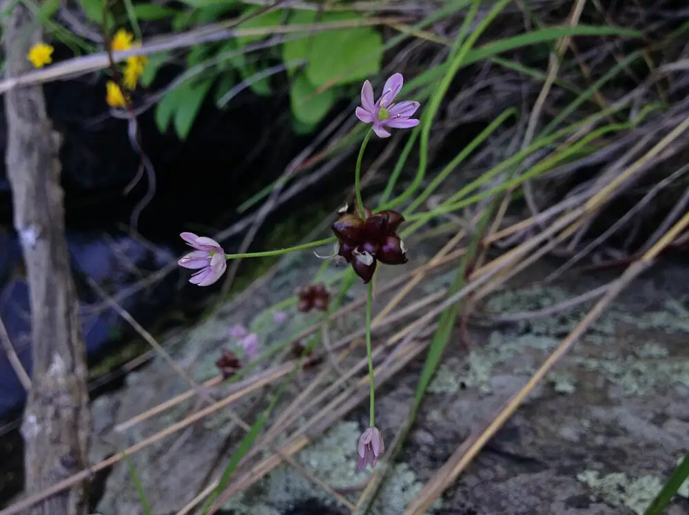 Allium canadense, wild onion