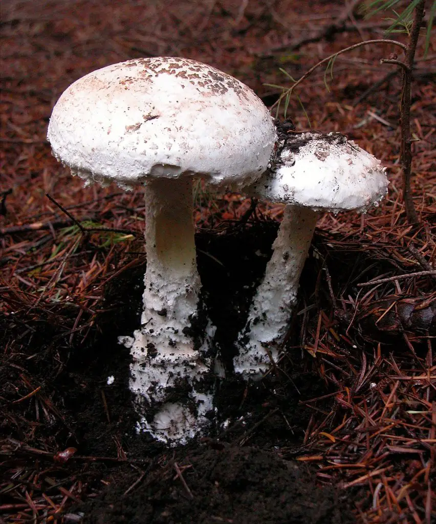 Smith's amanita, poisonous