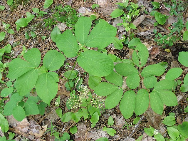 Wild sarsaparilla leaves