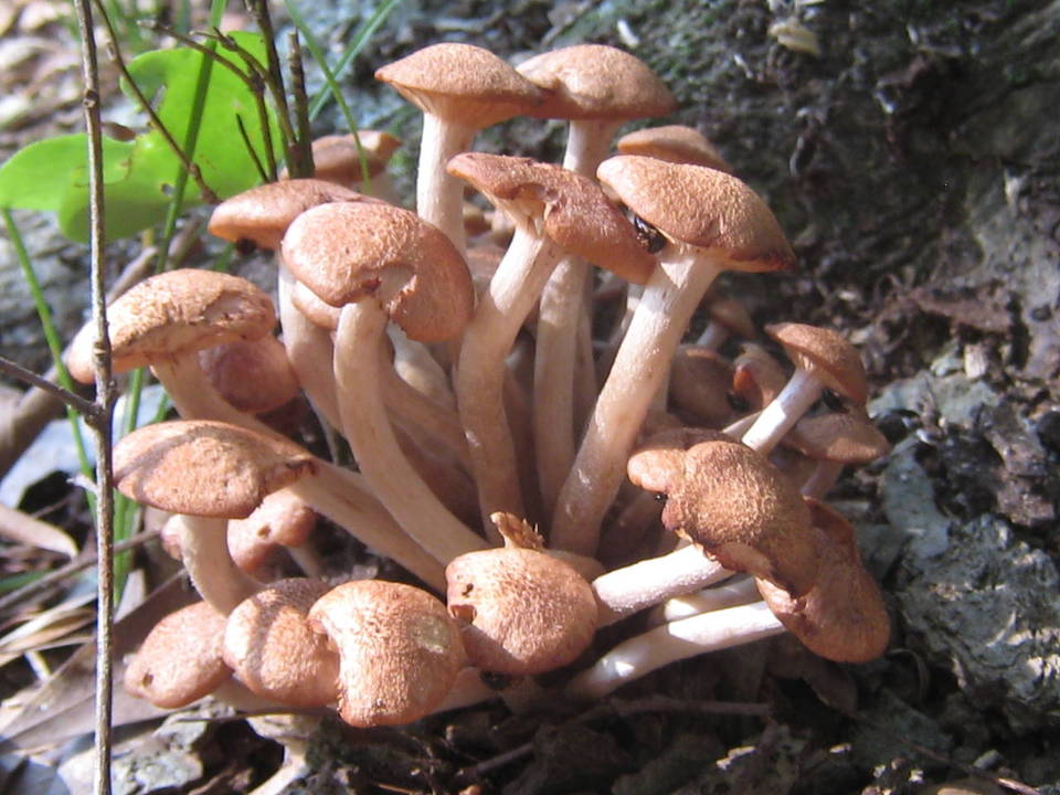 Ringless honey mushrooms