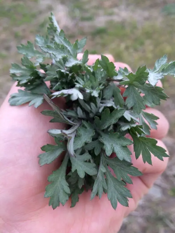 Japanese mugwort leaves