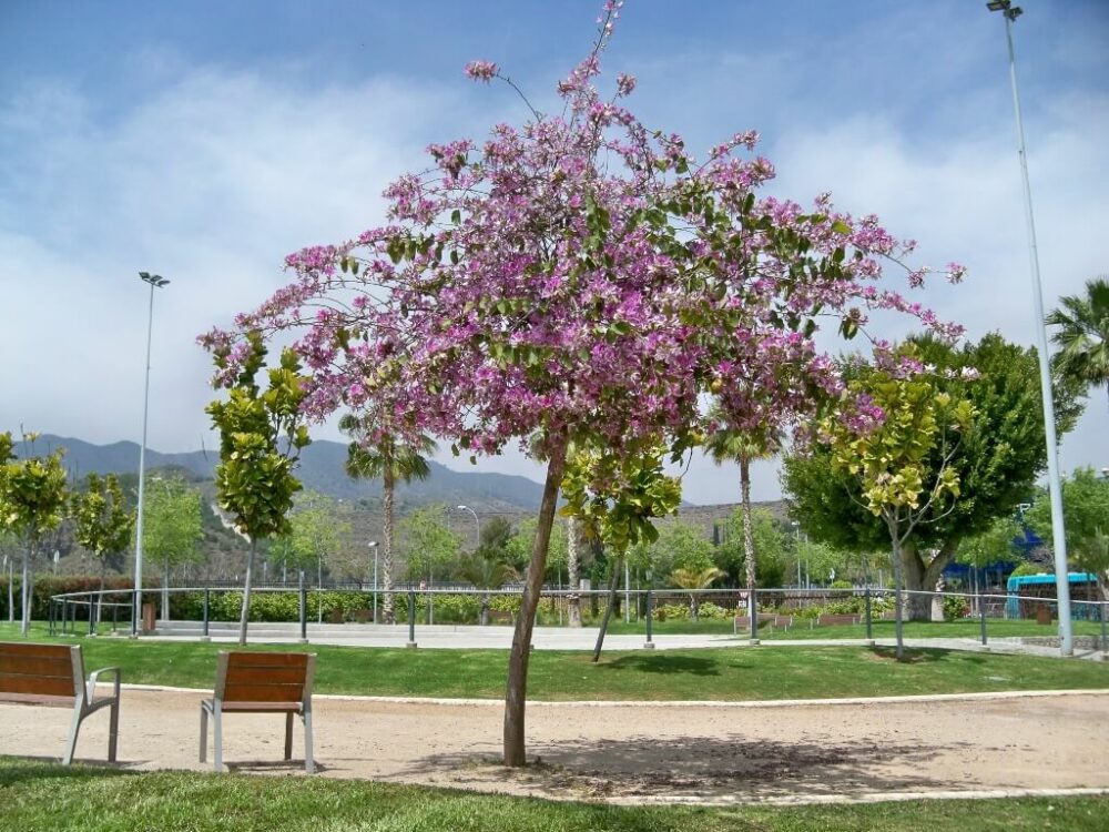 Bauhinia variegata tree
