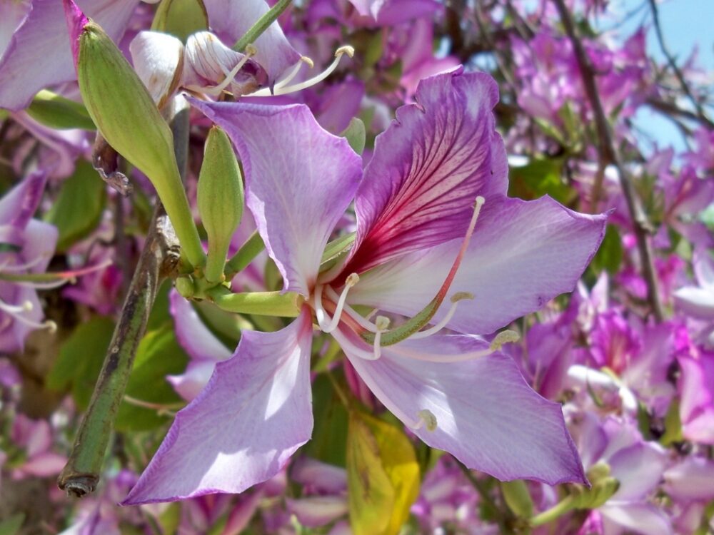 Bauhinia variegata flowers