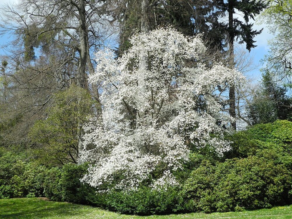 Magnolia kobus var. borealis