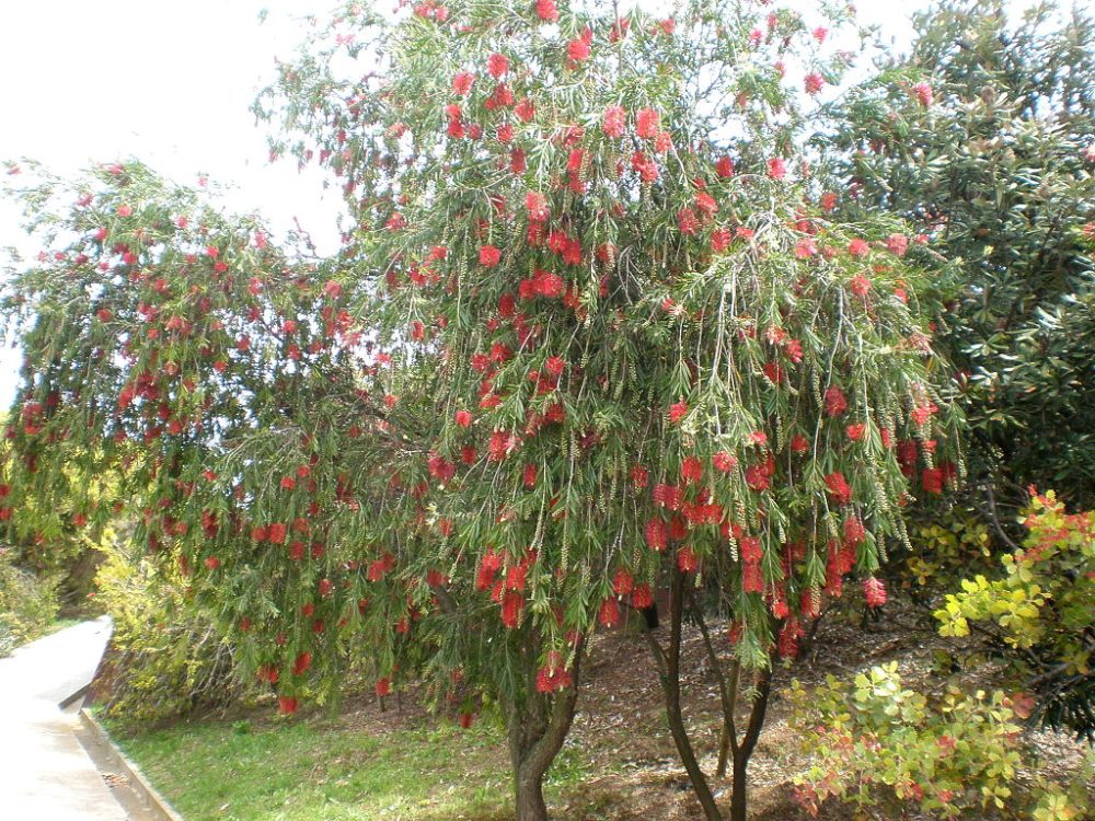 Bottlebrush tree: Hardy and beautiful - CGTN