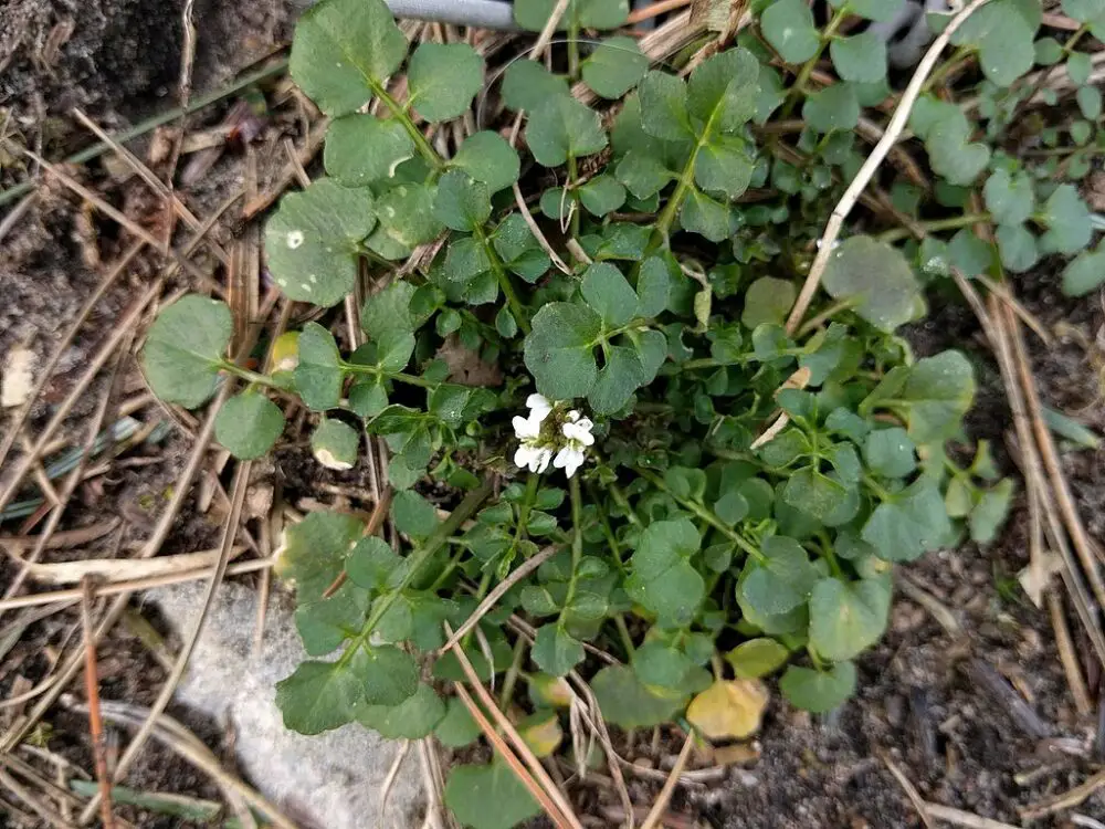 Hairy bittercress flower